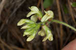 Bearded milkvetch